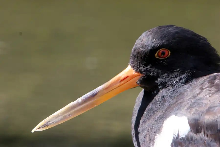 020 | 2005 | Berlin | Tierpark Friedrichsfelde | © carsten riede fotografie