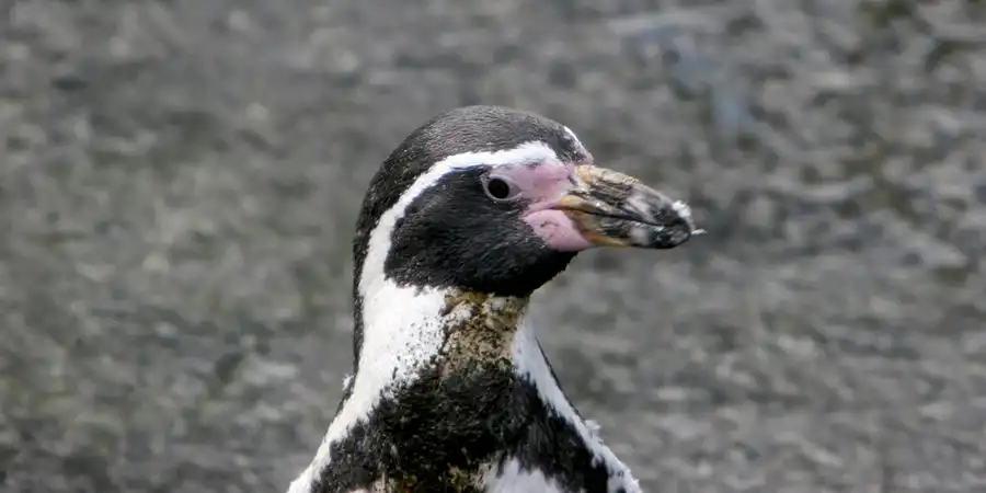 023 | 2005 | Berlin | Tierpark Friedrichsfelde | © carsten riede fotografie