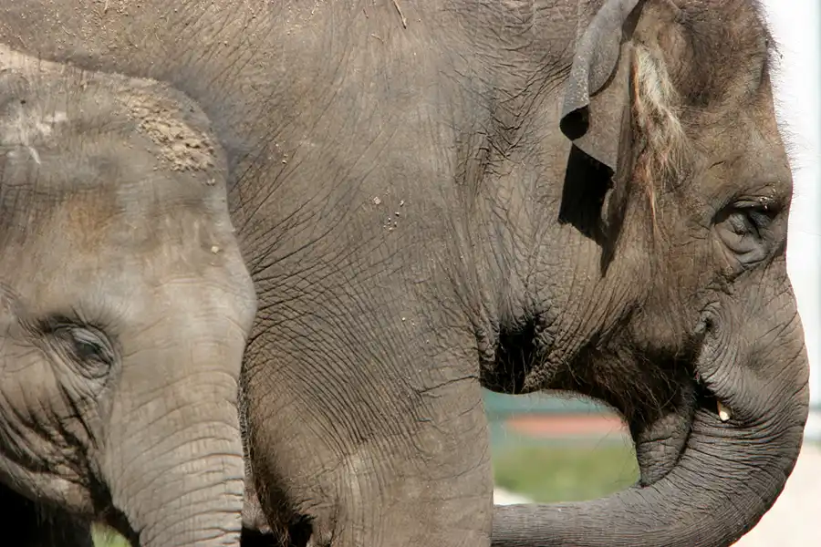 025 | 2005 | Berlin | Tierpark Friedrichsfelde | © carsten riede fotografie