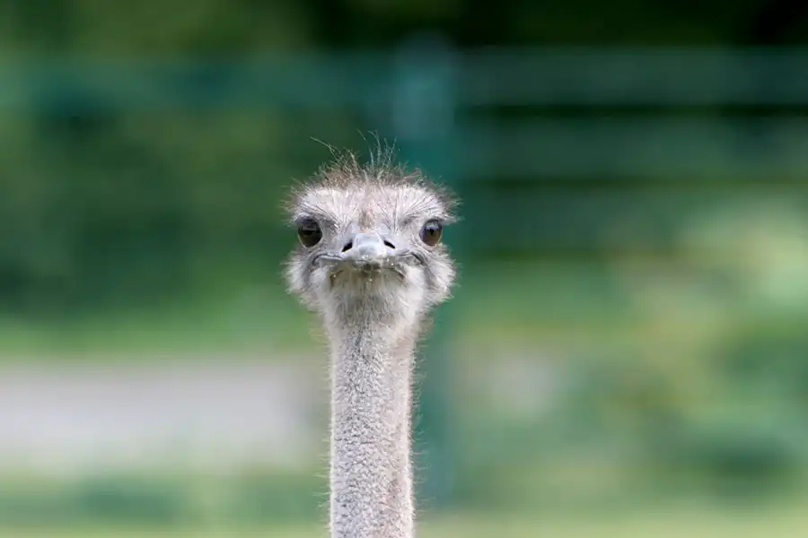 026 | 2005 | Berlin | Tierpark Friedrichsfelde | © carsten riede fotografie