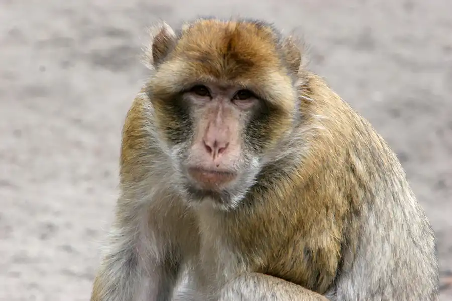 030 | 2005 | Berlin | Tierpark Friedrichsfelde | © carsten riede fotografie