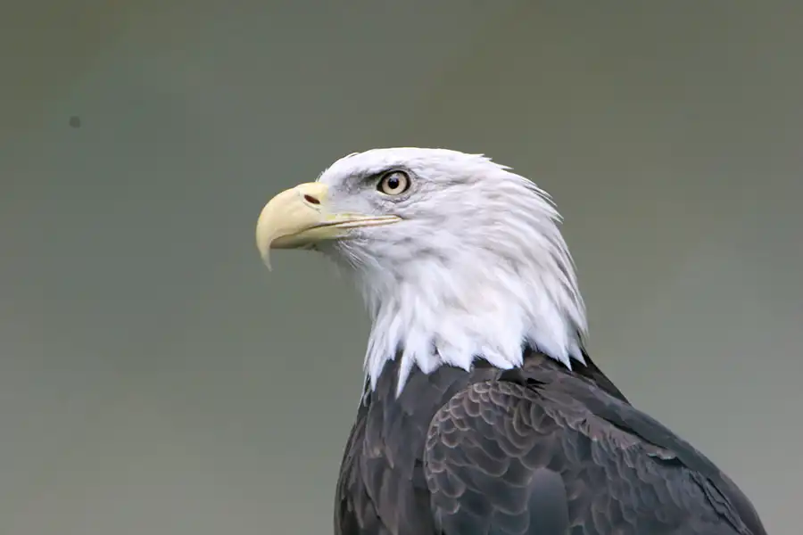 033 | 2005 | Berlin | Tierpark Friedrichsfelde | © carsten riede fotografie