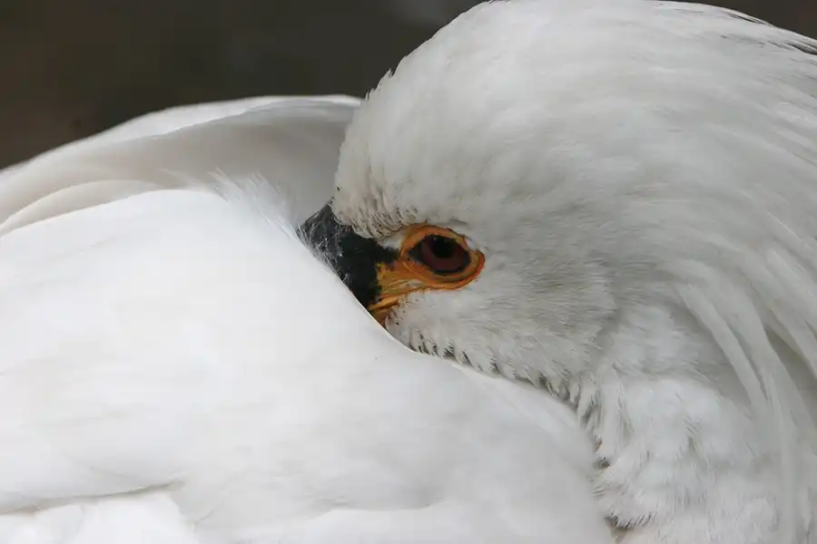 035 | 2005 | Berlin | Tierpark Friedrichsfelde | © carsten riede fotografie