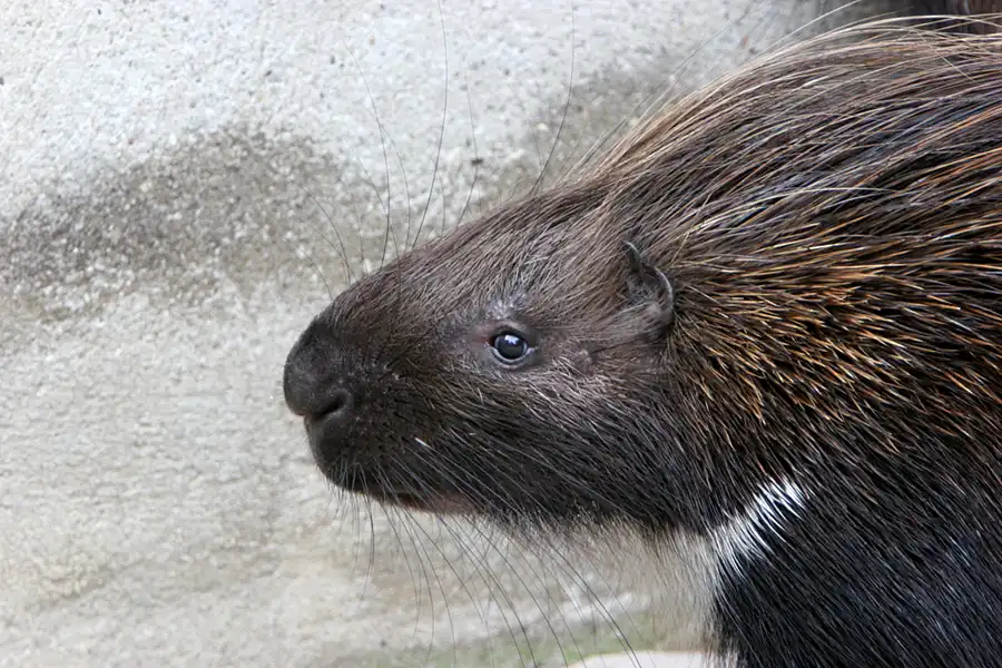 045 | 2005 | Berlin | Tierpark Friedrichsfelde | © carsten riede fotografie
