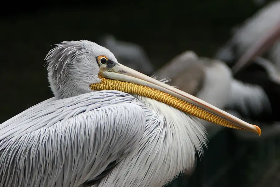 047 | 2005 | Berlin | Tierpark Friedrichsfelde | © carsten riede fotografie