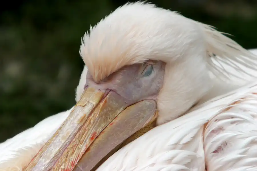 049 | 2005 | Berlin | Tierpark Friedrichsfelde | © carsten riede fotografie