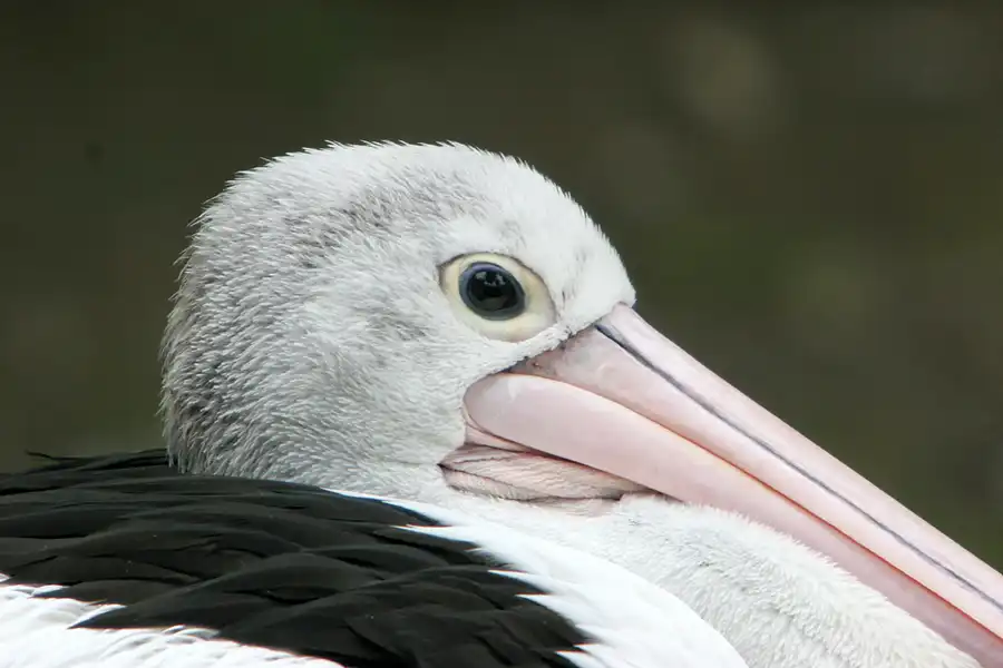 050 | 2005 | Berlin | Tierpark Friedrichsfelde | © carsten riede fotografie