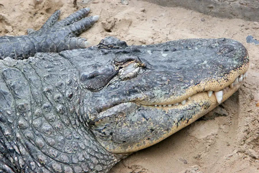 052 | 2005 | Berlin | Tierpark Friedrichsfelde | © carsten riede fotografie