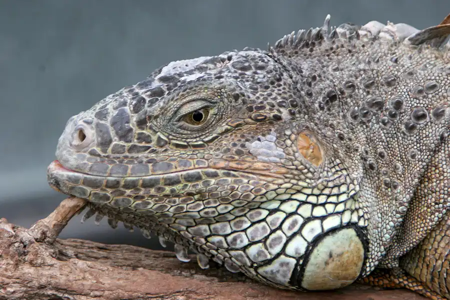 053 | 2005 | Berlin | Tierpark Friedrichsfelde | © carsten riede fotografie