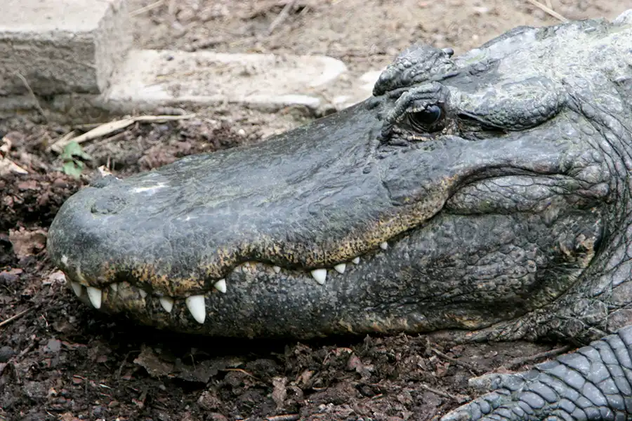 055 | 2005 | Berlin | Tierpark Friedrichsfelde | © carsten riede fotografie