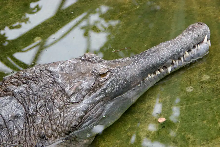 056 | 2005 | Berlin | Tierpark Friedrichsfelde | © carsten riede fotografie