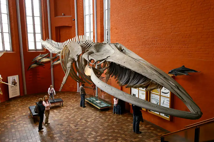 091 | 2006 | Stralsund | Meeresmuseum | © carsten riede fotografie