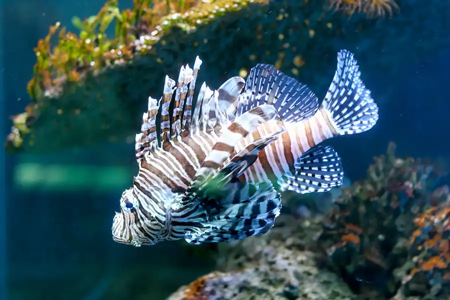 095 | 2006 | Stralsund | Meeresmuseum | © carsten riede fotografie