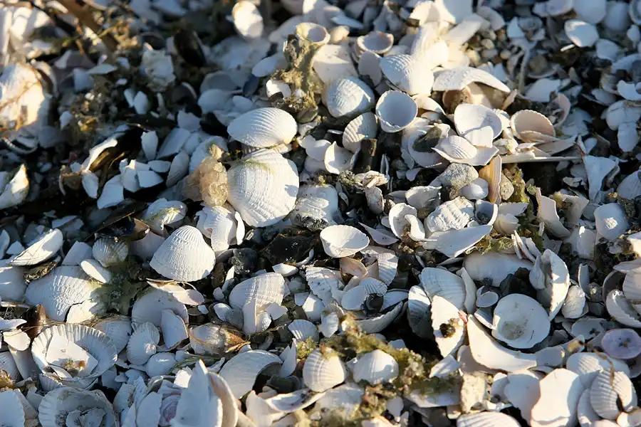 010 | 2006 | Ahrenshoop | © carsten riede fotografie