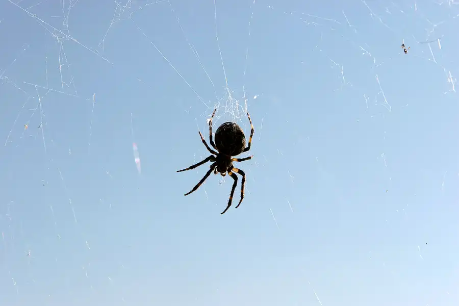 023 | 2006 | Ahrenshoop | © carsten riede fotografie