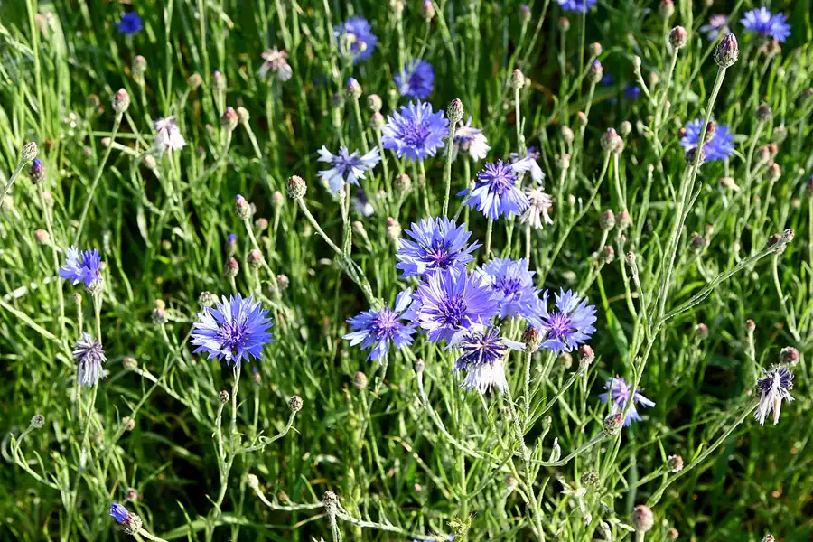 014 | 2006 | Lohme | © carsten riede fotografie