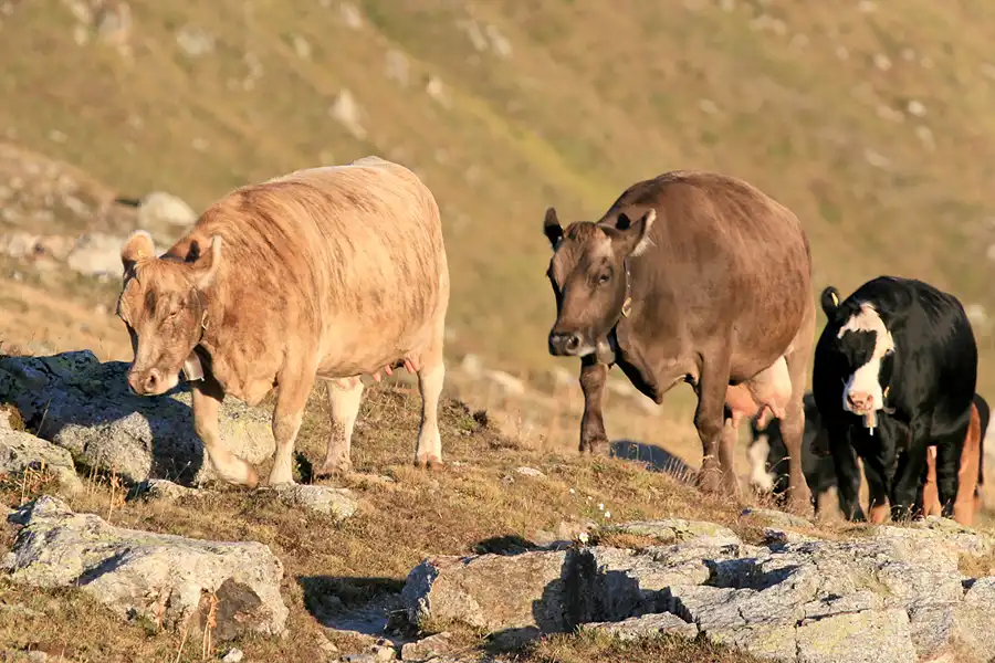 102 | 2006 | Muottas Muragl | © carsten riede fotografie