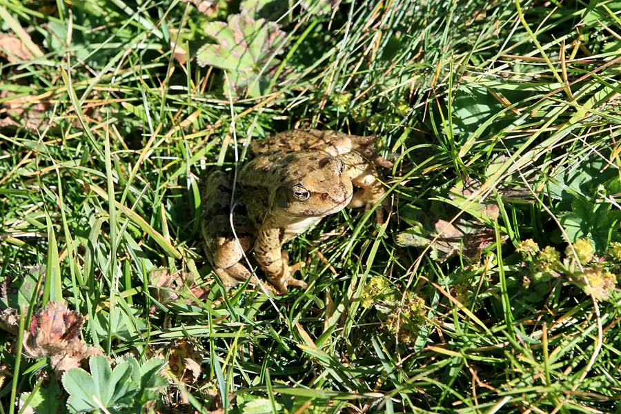 121 | 2006 | Pontresina | © carsten riede fotografie