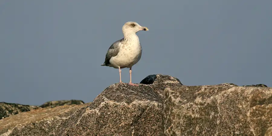 026 | 2006 | Lohme | © carsten riede fotografie