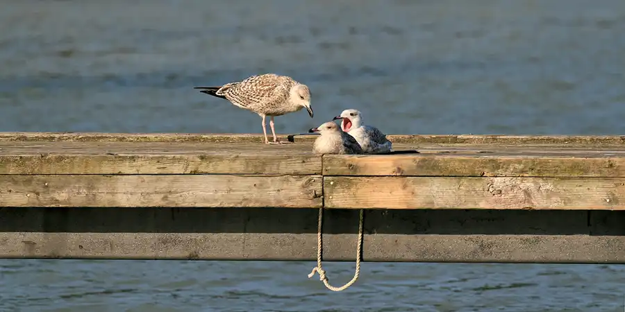 027 | 2006 | Lohme | © carsten riede fotografie