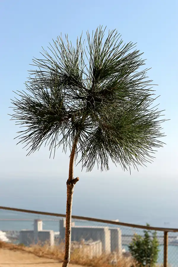 049 | 2006 | Barcelona | Castell de Montjuic | © carsten riede fotografie