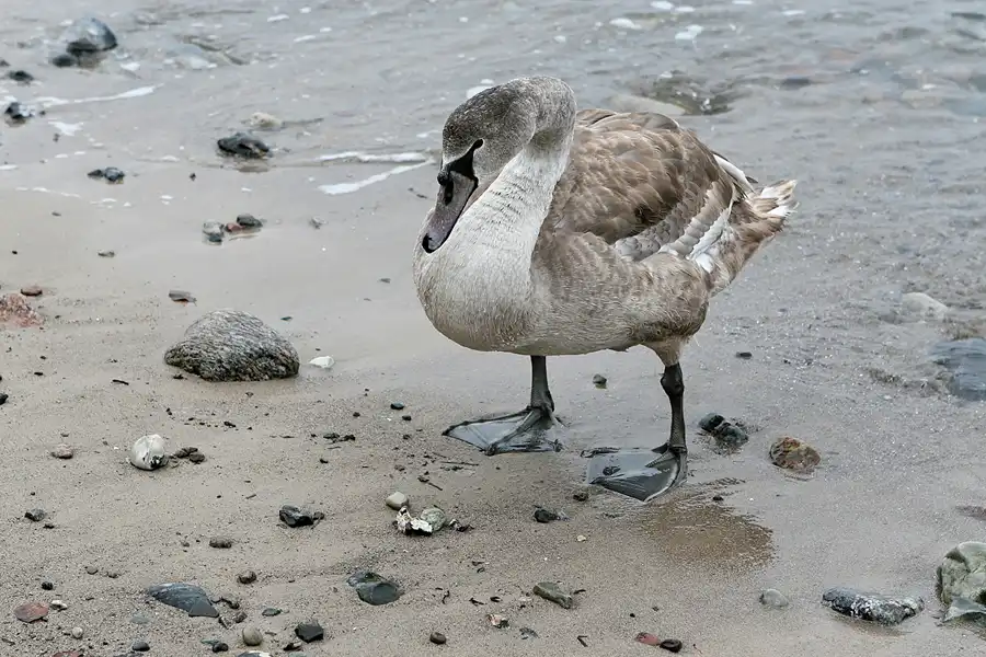 086 | 2006 | Travemünde-Niendorf | Brodtener Ufer | © carsten riede fotografie