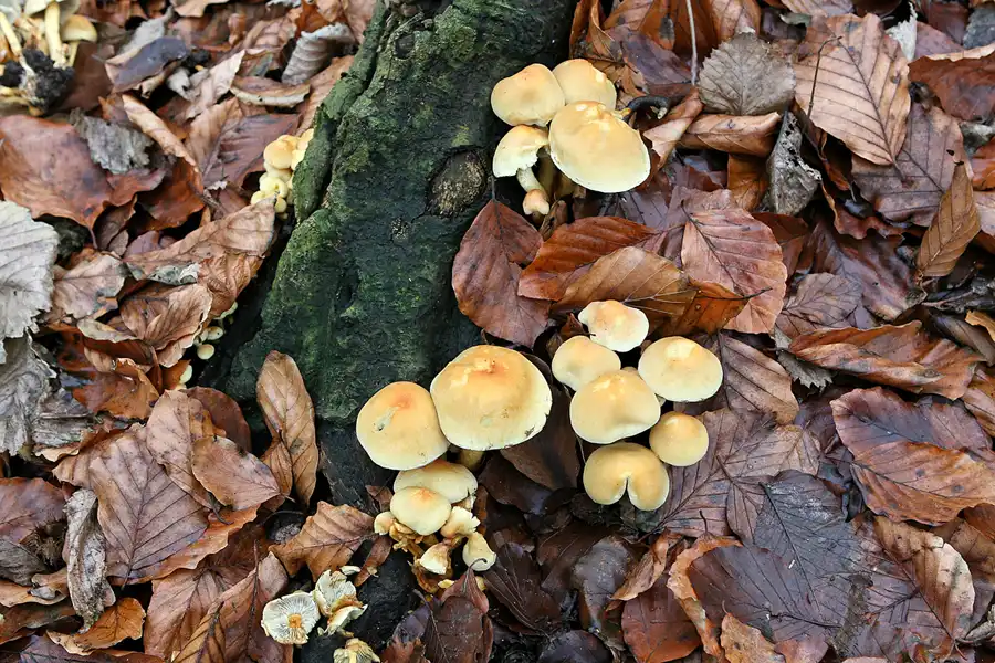 087 | 2006 | Travemünde-Niendorf | Brodtener Ufer | © carsten riede fotografie