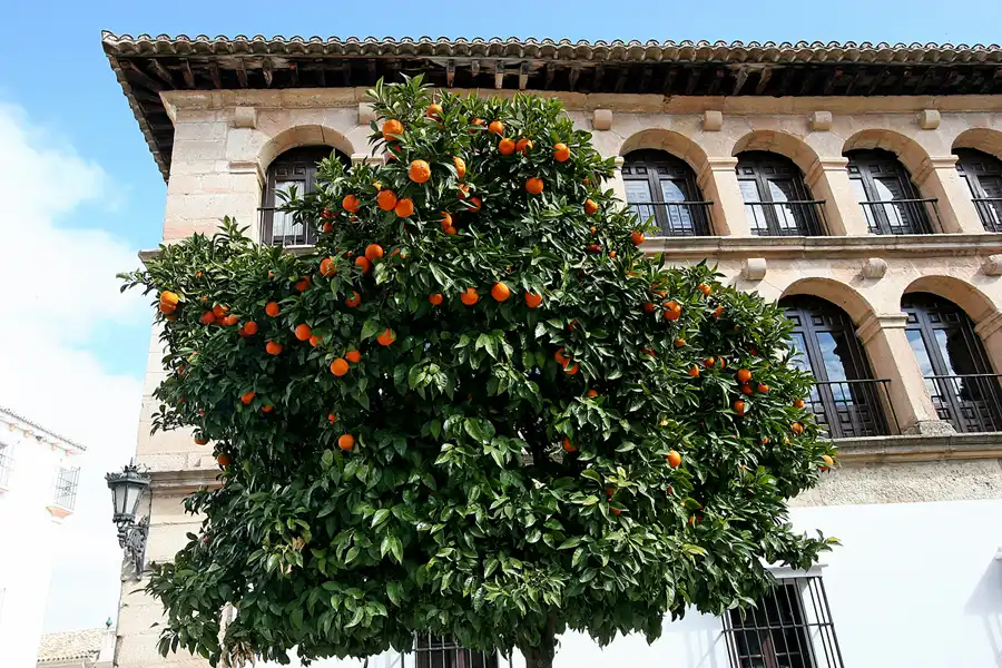 144 | 2007 | Ronda | © carsten riede fotografie