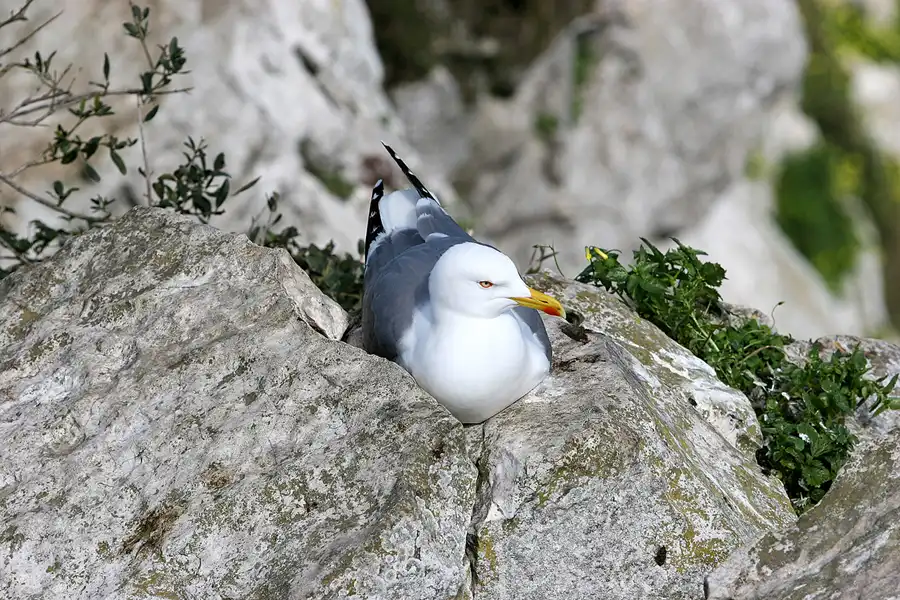 008 | 2007 | Gibraltar | © carsten riede fotografie