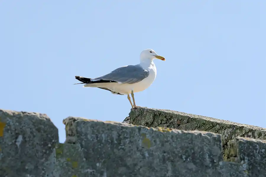 015 | 2007 | Gibraltar | © carsten riede fotografie