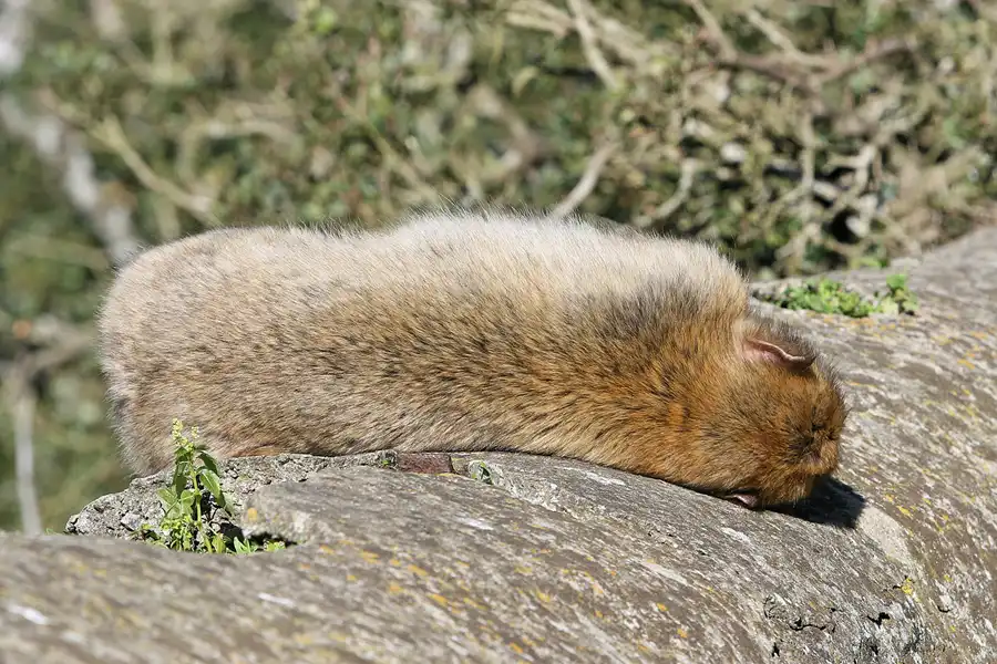 019 | 2007 | Gibraltar | © carsten riede fotografie