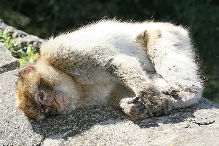 020 | 2007 | Gibraltar | © carsten riede fotografie