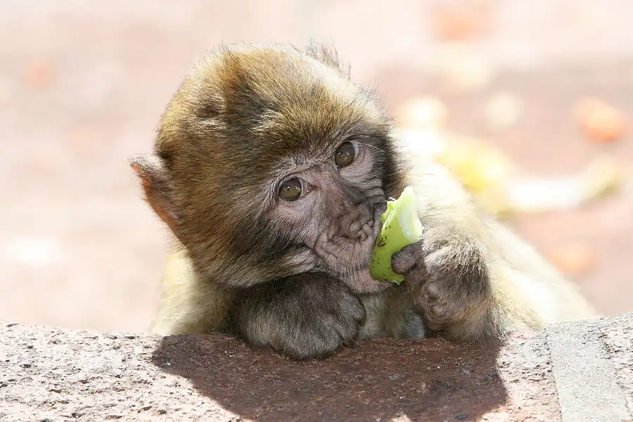 023 | 2007 | Gibraltar | © carsten riede fotografie