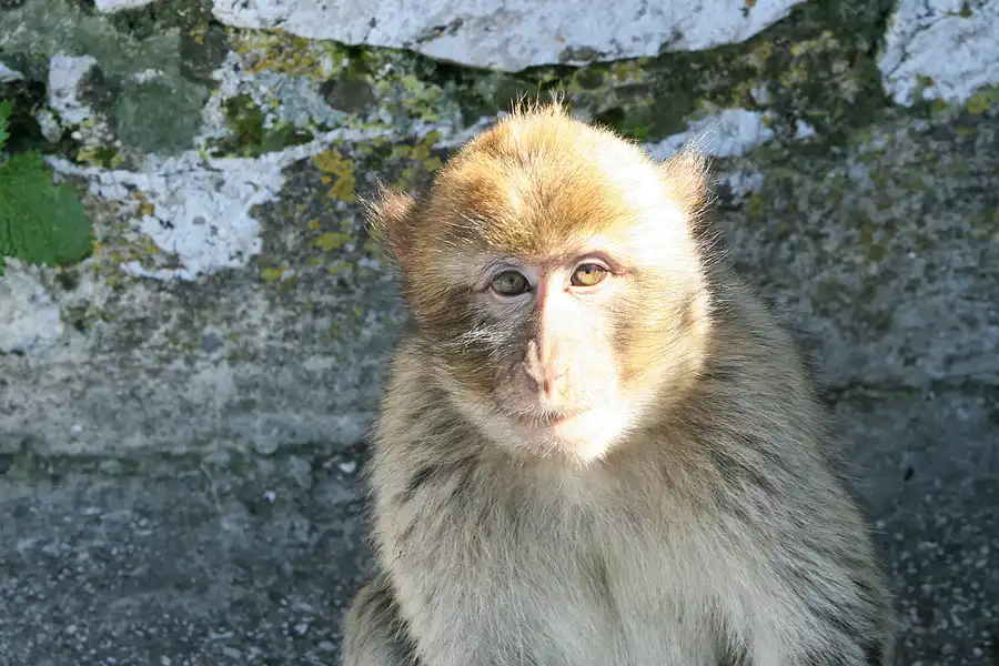 024 | 2007 | Gibraltar | © carsten riede fotografie