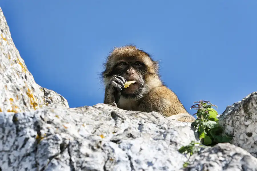 025 | 2007 | Gibraltar | © carsten riede fotografie