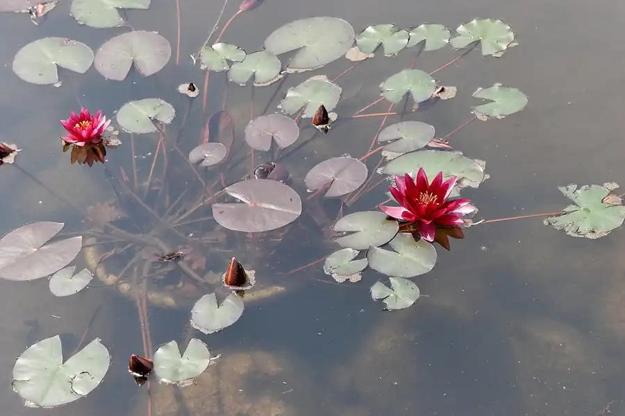 041 | 2007 | Berlin | Gärten der Welt im Erholungspark Marzahn | © carsten riede fotografie