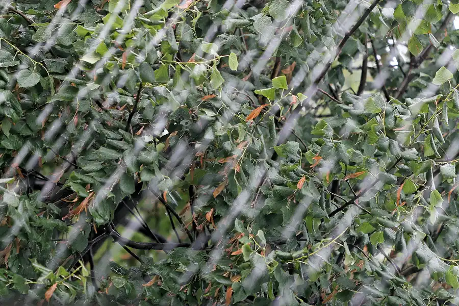 173 | 2007 | Monza | Autodromo Nazionale Monza | Heavy Rain | © carsten riede fotografie