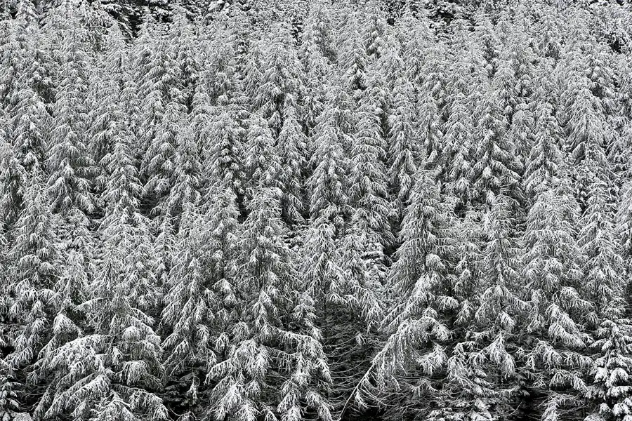 032 | 2007 | Malbun | © carsten riede fotografie