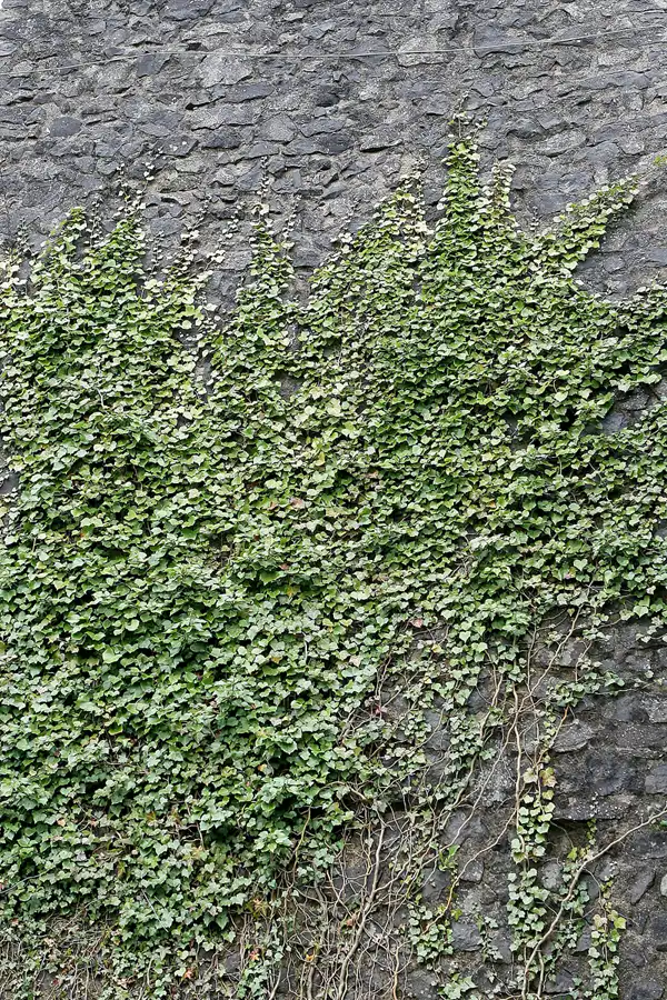 005 | 2007 | Nürburg | Burgruine | © carsten riede fotografie