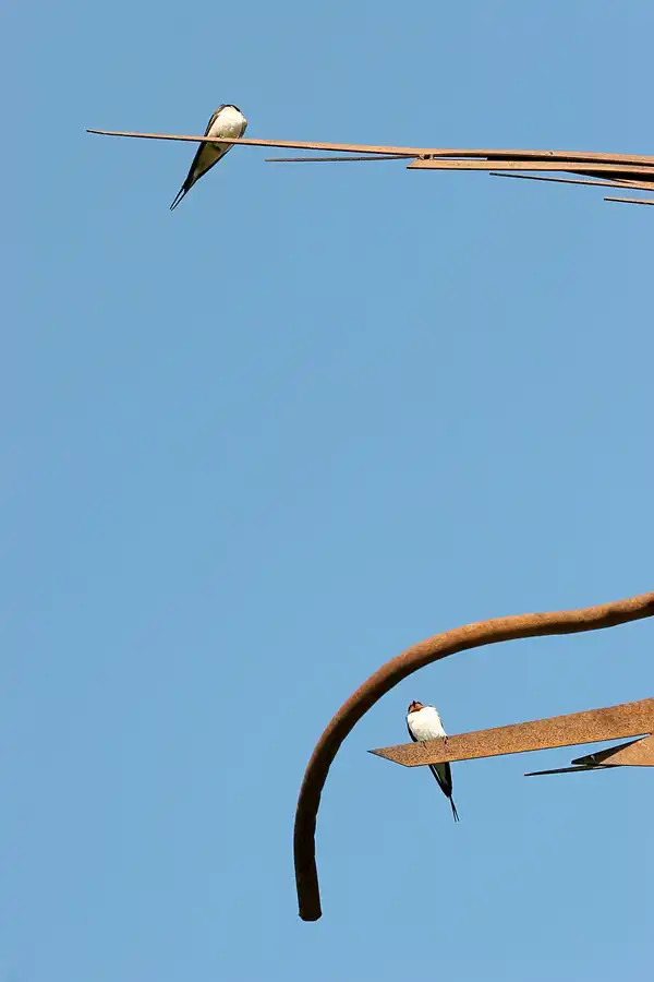 140 | 2008 | Katzow | Skulpturenpark | © carsten riede fotografie