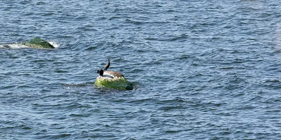 019 | 2008 | Greifswalder Oie | © carsten riede fotografie