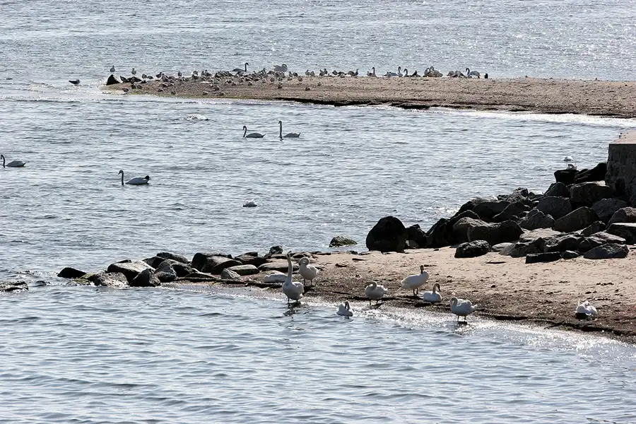 020 | 2008 | Greifswalder Oie | © carsten riede fotografie