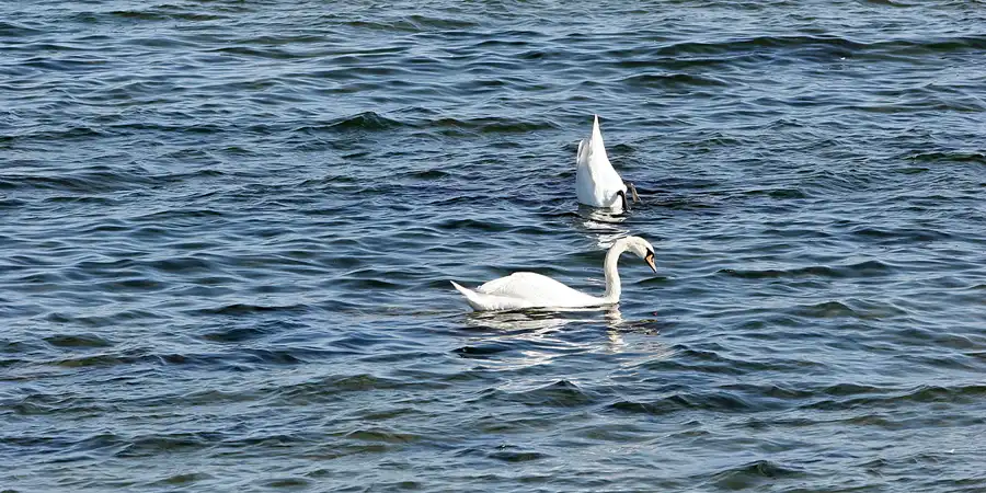 021 | 2008 | Greifswalder Oie | © carsten riede fotografie