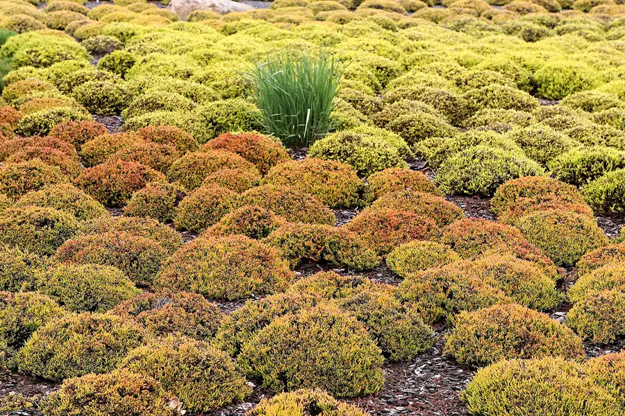 003 | 2008 | Nochten | Findlingspark | © carsten riede fotografie