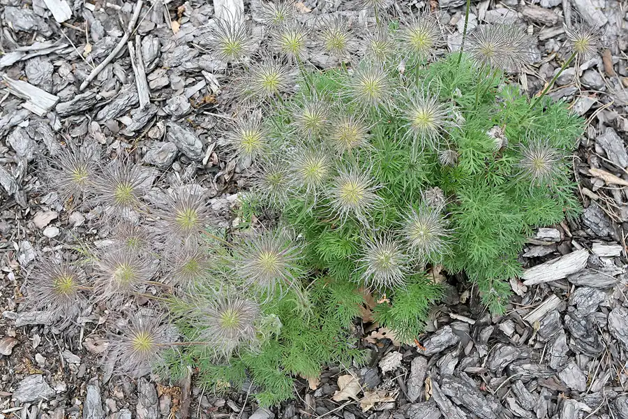 004 | 2008 | Nochten | Findlingspark | © carsten riede fotografie