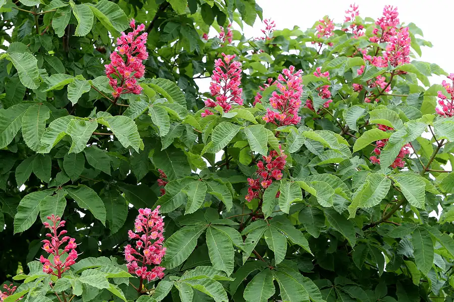 005 | 2008 | Nochten | Findlingspark | © carsten riede fotografie