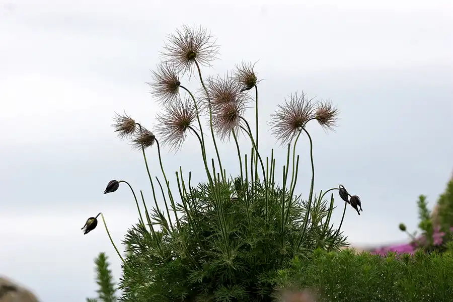 033 | 2008 | Nochten | Findlingspark | © carsten riede fotografie