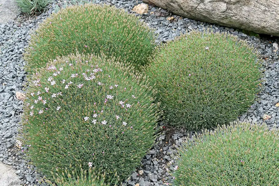 040 | 2008 | Nochten | Findlingspark | © carsten riede fotografie