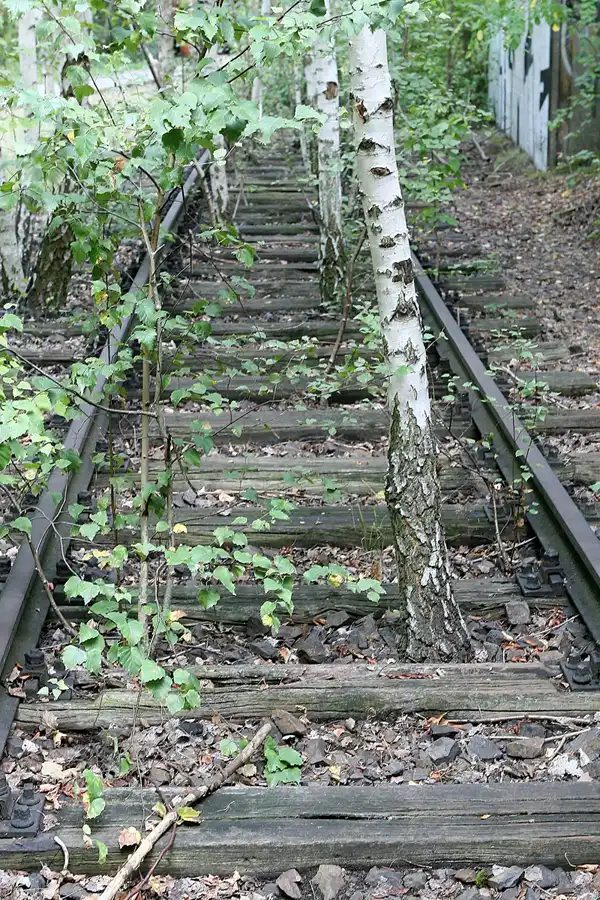 023 | 2008 | Berlin | Natur-Park Schöneberger Südgelände – ehemaliger Rangierbahnhof Tempelhof | © carsten riede fotografie