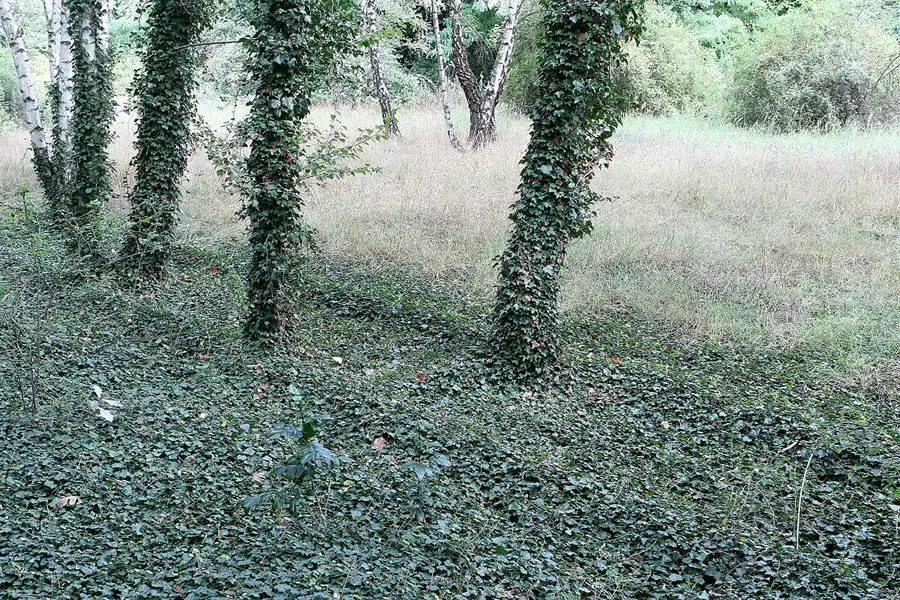 028 | 2008 | Berlin | Natur-Park Schöneberger Südgelände – ehemaliger Rangierbahnhof Tempelhof | © carsten riede fotografie